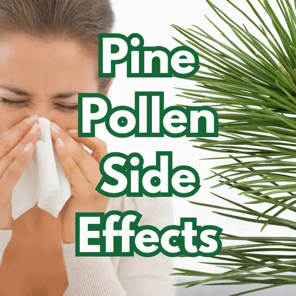 Is Cell Wall Broken Pine Pollen Powder Safe? Know the Side Effects